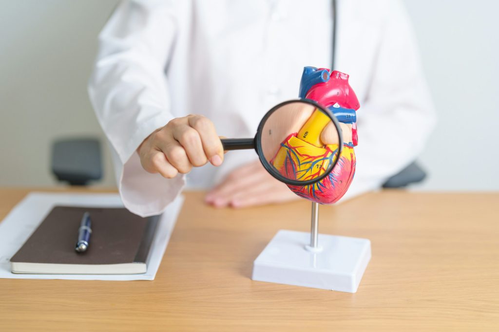 Doctor with human Heart anatomy model