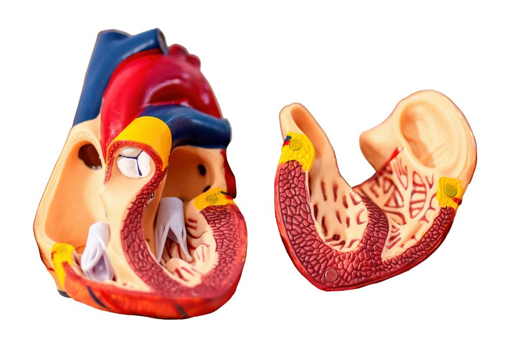 Anatomical structure and physiology of the heart